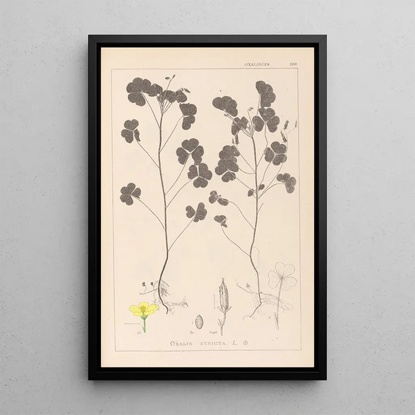 Louis Antoine Cusin - Herbier de la flore franaise Pl0131.webp
