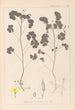Herbier de la flore française Pl0131 - Louis Antoine Cusin — vista dell’opera