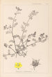 Herbier de la flore française Pl0133 - Louis Antoine Cusin — vista dell’opera