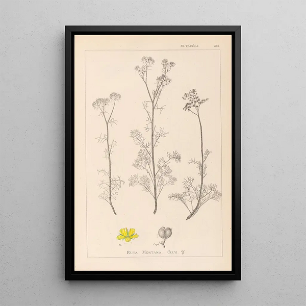 Louis Antoine Cusin - Herbier de la flore franaise Pl0134.webp
