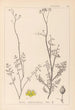 Herbier de la flore française Pl0135 - Louis Antoine Cusin — vista dell’opera