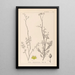 Herbier de la flore française Pl0135 - Louis Antoine Cusin — quadro incorniciato alla parete