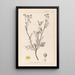 Herbier de la flore française Pl0136 - Louis Antoine Cusin — quadro incorniciato alla parete