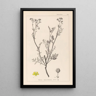 Louis Antoine Cusin - Herbier de la flore franaise Pl0136.webp
