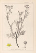 Herbier de la flore française Pl0136 - Louis Antoine Cusin — vista dell’opera