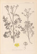 Herbier de la flore française Pl0137 - Louis Antoine Cusin — vista dell’opera