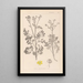Herbier de la flore française Pl0137 - Louis Antoine Cusin — quadro incorniciato alla parete