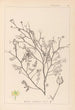 Herbier de la flore française Pl0138 - Louis Antoine Cusin — vista dell’opera