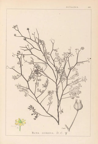 Louis Antoine Cusin - Herbier de la flore franaise Pl0138.webp