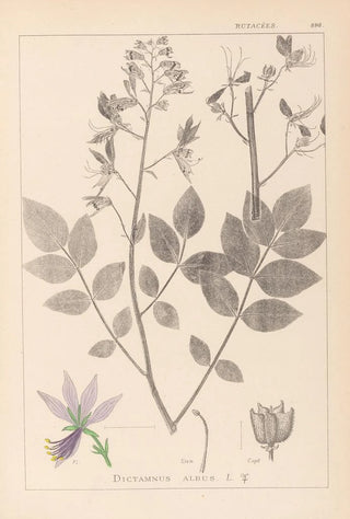 Louis Antoine Cusin - Herbier de la flore franaise Pl0139.webp