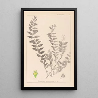 Louis Antoine Cusin - Herbier de la flore franaise Pl0140.webp