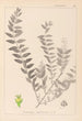 Herbier de la flore française Pl0140 - Louis Antoine Cusin — vista dell’opera