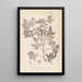 Herbier de la flore française Pl0141 - Louis Antoine Cusin — quadro incorniciato alla parete