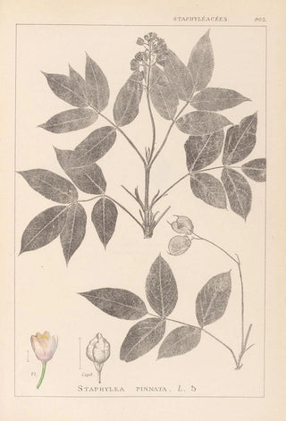 Louis Antoine Cusin - Herbier de la flore franaise Pl0143.webp