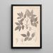 Herbier de la flore française Pl0143 - Louis Antoine Cusin — quadro incorniciato alla parete