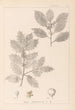 Herbier de la flore française Pl0144 - Louis Antoine Cusin — vista dell’opera