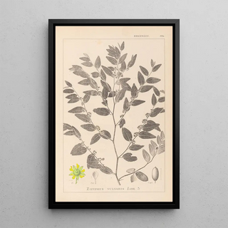 Louis Antoine Cusin - Herbier de la flore franaise Pl0145.webp