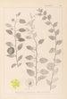 Herbier de la flore française Pl0146 - Louis Antoine Cusin — vista dell’opera