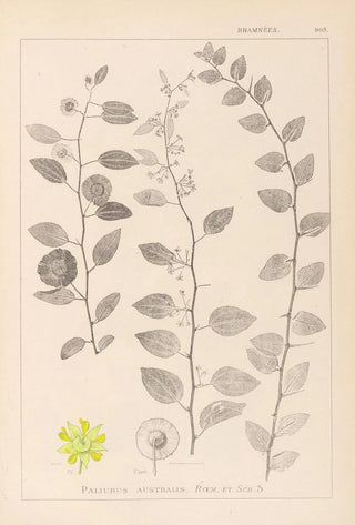 Louis Antoine Cusin - Herbier de la flore franaise Pl0146.webp
