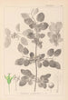 Herbier de la flore française Pl0147 - Louis Antoine Cusin — vista dell’opera