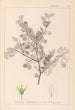 Herbier de la flore française Pl0148 - Louis Antoine Cusin — vista dell’opera