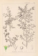 Herbier de la flore française Pl0149 - Louis Antoine Cusin — vista dell’opera