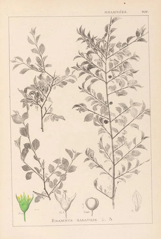 Louis Antoine Cusin - Herbier de la flore franaise Pl0149.webp