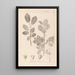 Herbier de la flore française Pl0151 - Louis Antoine Cusin — quadro incorniciato alla parete