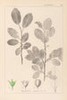 Herbier de la flore française Pl0151 - Louis Antoine Cusin — vista dell’opera