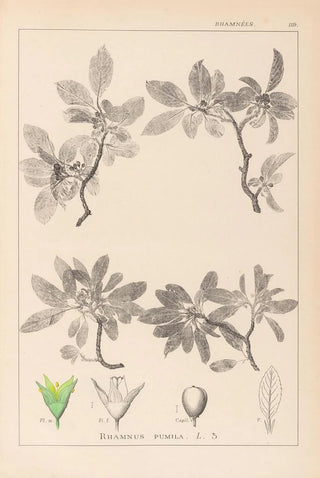 Louis Antoine Cusin - Herbier de la flore franaise Pl0152.webp