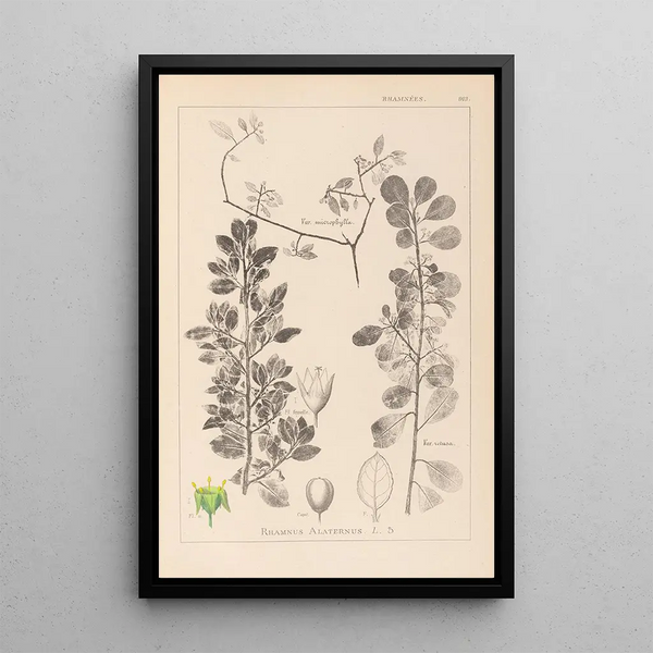 Louis Antoine Cusin - Herbier de la flore franaise Pl0154.webp