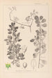 Herbier de la flore française Pl0154 - Louis Antoine Cusin — vista dell’opera