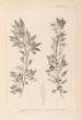 Herbier de la flore française Pl0155 - Louis Antoine Cusin — vista dell’opera