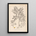 Herbier de la flore française Pl0157 - Louis Antoine Cusin — quadro incorniciato alla parete