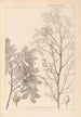 Herbier de la flore française Pl0158 - Louis Antoine Cusin — vista dell’opera