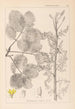 Herbier de la flore française Pl0159 - Louis Antoine Cusin — vista dell’opera