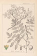 Herbier de la flore française Pl0160 - Louis Antoine Cusin — vista dell’opera