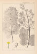Herbier de la flore française Pl0161 - Louis Antoine Cusin — vista dell’opera