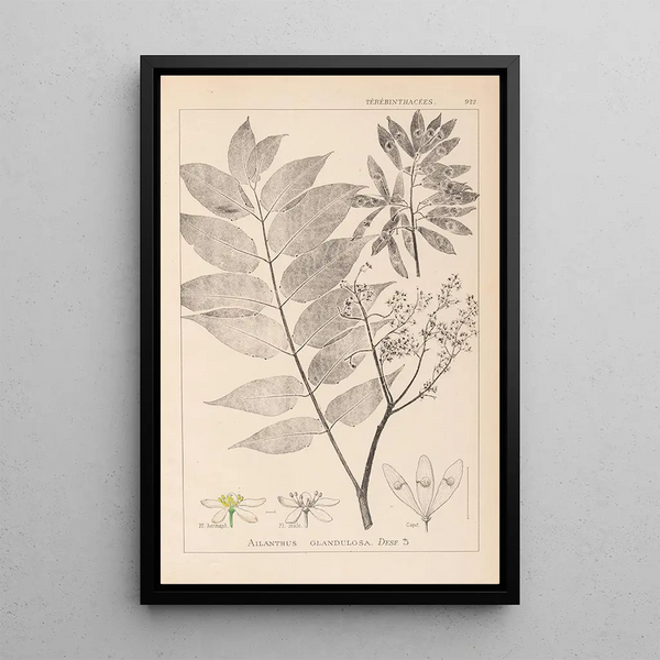 Louis Antoine Cusin - Herbier de la flore franaise Pl0162.webp