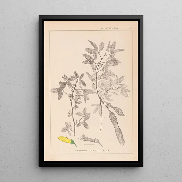 Louis Antoine Cusin - Herbier de la flore franaise Pl0163.webp