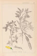 Herbier de la flore française Pl0163 - Louis Antoine Cusin — vista dell’opera