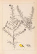 Herbier de la flore française Pl0164 - Louis Antoine Cusin — vista dell’opera