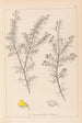 Herbier de la flore française Pl0165 - Louis Antoine Cusin — vista dell’opera