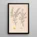 Herbier de la flore française Pl0165 - Louis Antoine Cusin — quadro incorniciato alla parete