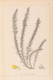 Herbier de la flore française Pl0166 - Louis Antoine Cusin — vista dell’opera