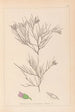 Herbier de la flore française Pl0167 - Louis Antoine Cusin — vista dell’opera