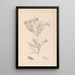 Herbier de la flore française Pl0167 - Louis Antoine Cusin — quadro incorniciato alla parete