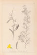 Herbier de la flore française Pl0168 - Louis Antoine Cusin — vista dell’opera
