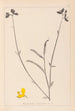 Herbier de la flore française Pl0170 - Louis Antoine Cusin — vista dell’opera
