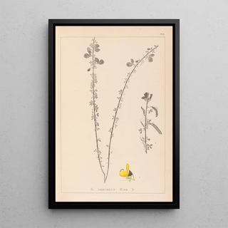 Louis Antoine Cusin - Herbier de la flore franaise Pl0172.webp
